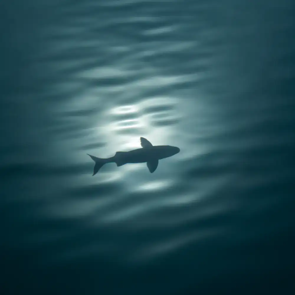 Silhueta misteriosa de um peixe